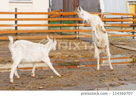 Goats on farm look peaceful and content in their enclosed environment. Selective focus. Goats on farm look peaceful and content in their enclosed environment. Selective focus. 114360707
