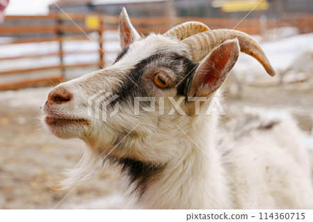Close-up view of a curious goat surrounded by wooden fencing in a rustic pen. Close-up view of a curious goat surrounded by wooden fencing in a rustic pen. 114360715
