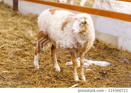 Sheep is standing proudly on a vast dry grass field in a farm setting Sheep is standing proudly on a vast dry grass field in a farm setting 114360721