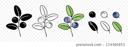 Blueberry, bilberry, huckleberry and whortleberry, graphic design. Berries, hurtleberry, blaeberry, food and nature, vector design and illustration 114360853