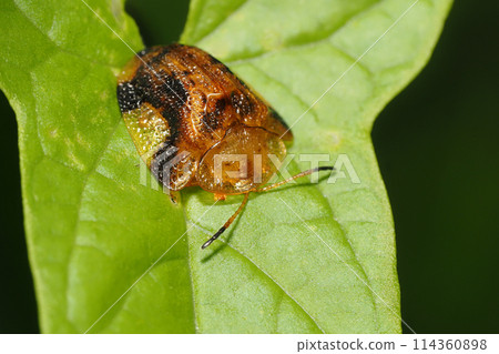 Yotsu Monkey Beetle Yotsu Monkey Beetle 114360898