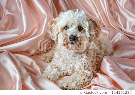 dog sitting on pink satin fabric dog sitting on pink satin fabric 114361223