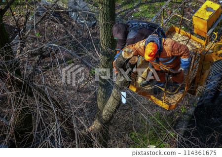 Municipal service workers stand with a chainsaw in a crane basket and trim dangerous trees Municipal service workers stand with a chainsaw in a crane basket and trim dangerous trees 114361675