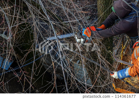 Municipal service workers stand with a chainsaw in a crane basket and trim dangerous trees Municipal service workers stand with a chainsaw in a crane basket and trim dangerous trees 114361677