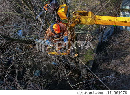 Municipal service workers stand with a chainsaw in a crane basket and trim dangerous trees Municipal service workers stand with a chainsaw in a crane basket and trim dangerous trees 114361678