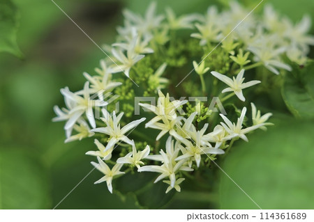Mountain hydrangea Mountain hydrangea 114361689