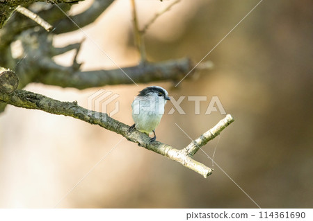 Enaga to stick to branches Enaga to stick to branches 114361690
