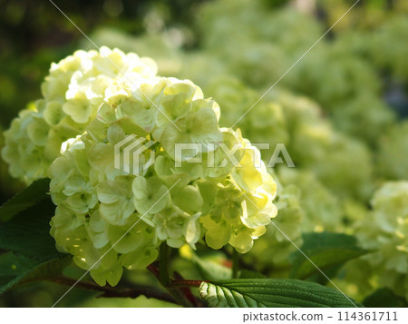 淺綠色雛菊 114361711