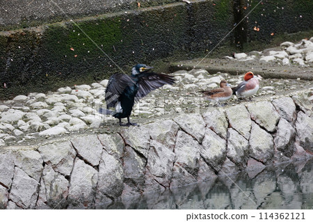Great cormorant in a Japanese garden Great cormorant in a Japanese garden 114362121