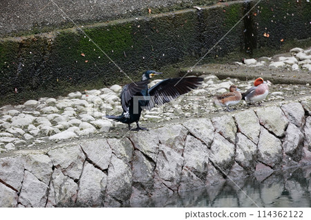 Great cormorant in a Japanese garden Great cormorant in a Japanese garden 114362122