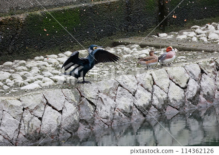 Great cormorant in a Japanese garden 114362126