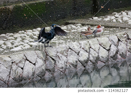 Great cormorant in a Japanese garden 114362127