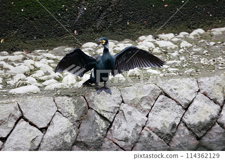 Great cormorant in a Japanese garden Great cormorant in a Japanese garden 114362129
