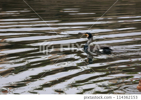 日本花園裡的大鸕鶿 日本花園裡的大鸕鶿 114362153