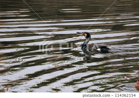 日本花園裡的大鸕鶿 日本花園裡的大鸕鶿 114362154
