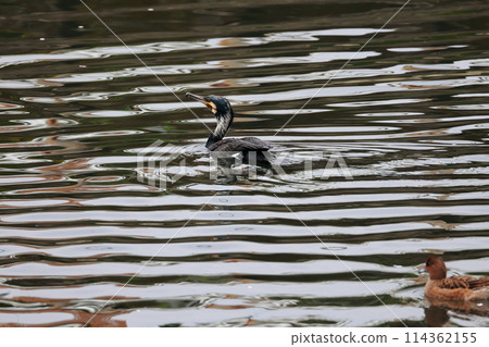 日本花園裡的大鸕鶿 114362155