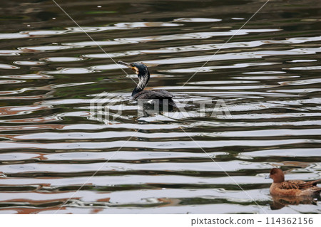 Great cormorant in a Japanese garden Great cormorant in a Japanese garden 114362156