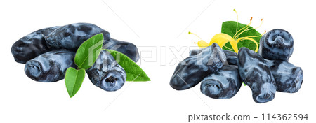 Fresh honeysuckle blue berry isolated on white background with full depth of field 114362594