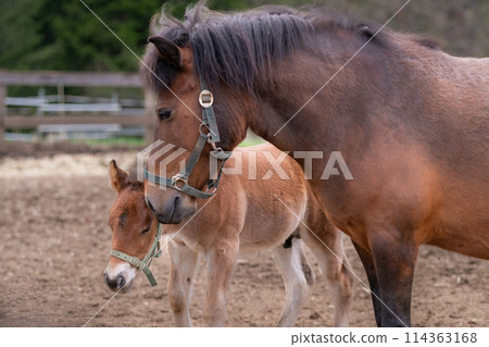 Parent-child of Kiso Ma Parent-child of Kiso Ma 114363168