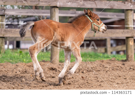 Running foal Running foal 114363171
