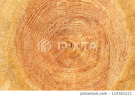 Annual ring (cross section of log) Annual ring (cross section of log) 114363221