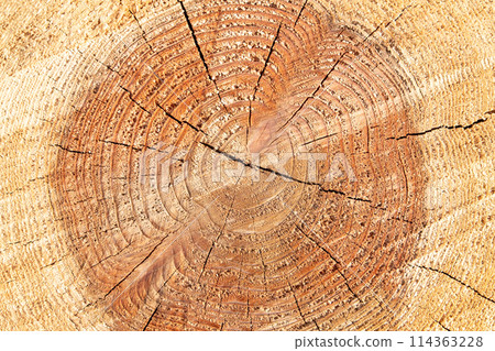 Annual ring (cross section of log) 114363228