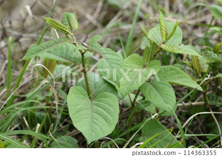 Crisp spring wild vegetable, Japanese knotweed Crisp spring wild vegetable, Japanese knotweed 114363355