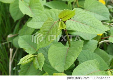 Crisp spring wild vegetable, Japanese knotweed Crisp spring wild vegetable, Japanese knotweed 114363356