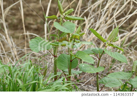 Itadori，一種鬆脆的春季野菜 114363357