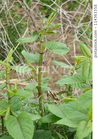 Crisp spring wild vegetable, Japanese knotweed Crisp spring wild vegetable, Japanese knotweed 114363358