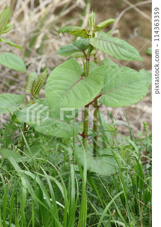 Itadori,一種鬆脆的春季野菜 Itadori,一種鬆脆的春季野菜 114363359
