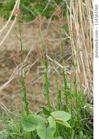 Crisp spring wild vegetable, Japanese knotweed Crisp spring wild vegetable, Japanese knotweed 114363360