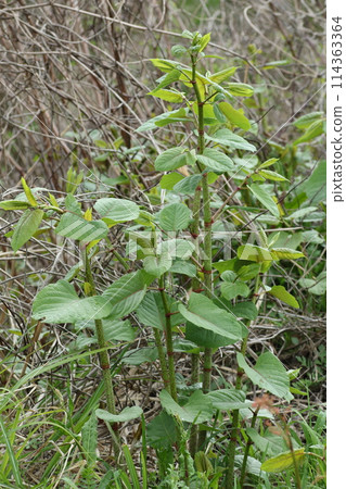 Itadori,一種鬆脆的春季野菜 Itadori,一種鬆脆的春季野菜 114363364