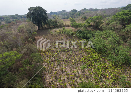 Agriculture planatation field Agriculture planatation field 114363365