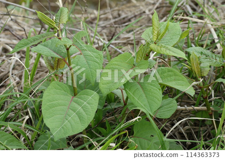 Itadori,一種鬆脆的春季野菜 Itadori,一種鬆脆的春季野菜 114363373