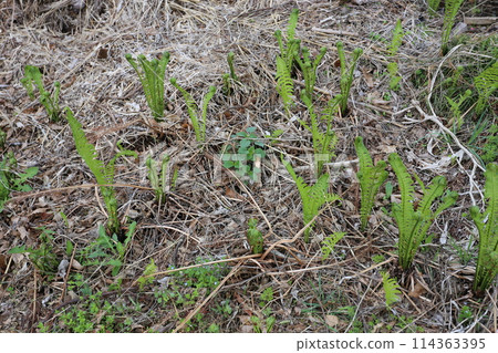 Spring edible wild plants, Kogomi Spring edible wild plants, Kogomi 114363395