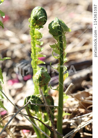 Spring edible wild plants, Kogomi Spring edible wild plants, Kogomi 114363397