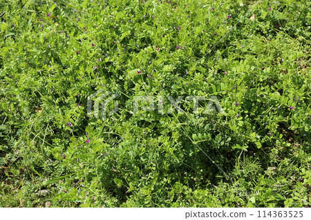 Vetch, a small purple flower that blooms in the field 114363525