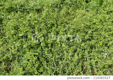 Vetch, a small purple flower that blooms in the field 114363527