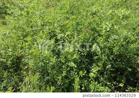 Vetch, a small purple flower that blooms in the field 114363529