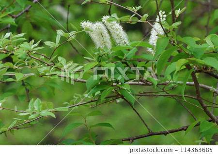 Uwazumizakura, a white brush-like flower that blooms in the mountains and fields after the cherry blossoms have fallen. Uwazumizakura, a white brush-like flower that blooms in the mountains and fields after the cherry blossoms have fallen. 114363685