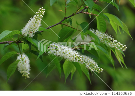 Uwazumizakura, a white brush-like flower that blooms in the mountains and fields after the cherry blossoms have fallen. 114363686