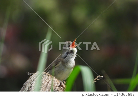 偉大的蘆葦鶯鳴叫 114363692