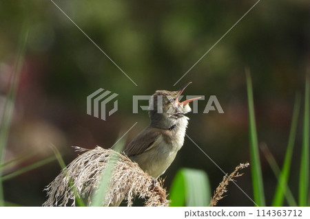 Great Reed Warbler's Song 114363712