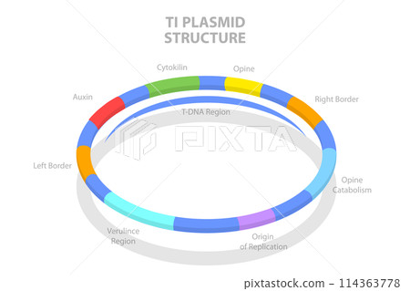 3D Isometric Flat  Conceptual Illustration of Ti Plasmid Structure, Educational Diagram 114363778