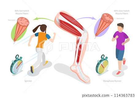 3D Isometric Flat Conceptual Illustration of Muscle Fiber Types, Skeletal Muscle Structure 3D Isometric Flat Conceptual Illustration of Muscle Fiber Types, Skeletal Muscle Structure 114363783