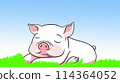 Pig 1 114364052