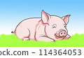 Pig 2 114364053