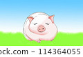 Pig 4 114364055