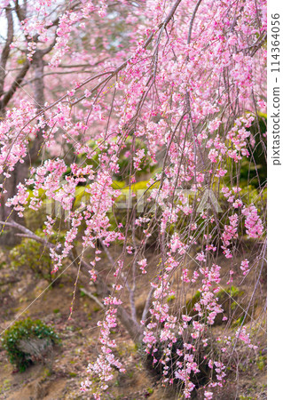 垂枝櫻花名勝「下垣垂枝櫻花公園」（兵庫縣三田市相元）*照片地點見作品評論區 114364056